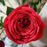 Piano Rose