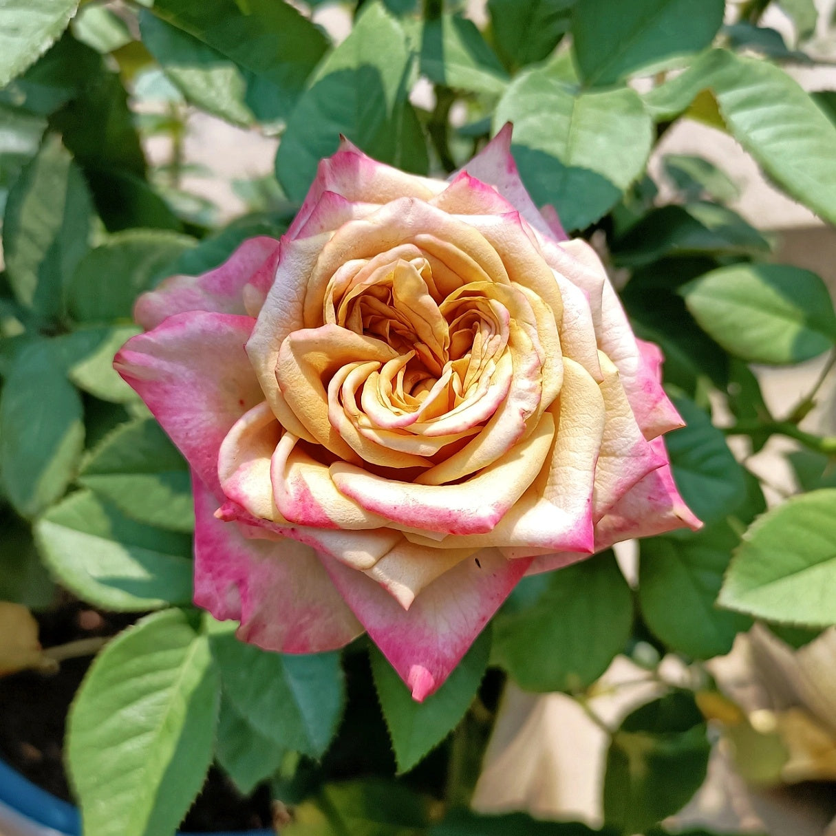 Pimms rose