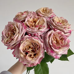 Pimms rose