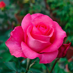 Pink Love Rose