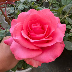 Pink Love Rose