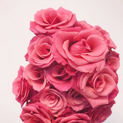 Pink Tacazzi Rose