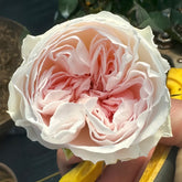 Pink Tranquility Rose