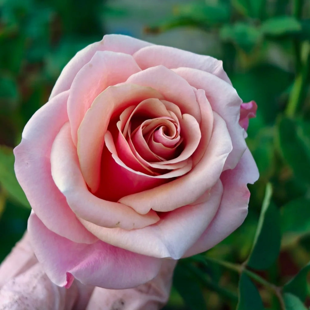 Pink Wave Rose