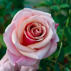 Pink Wave Rose