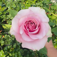 Pink Wave Rose