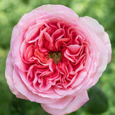 Pink X-pression Rose