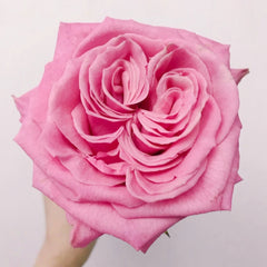 Pink Yan Rose