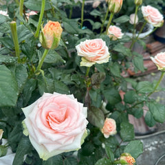 Plato Rose
