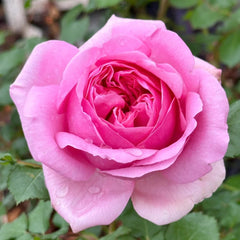 Pompadour Rose