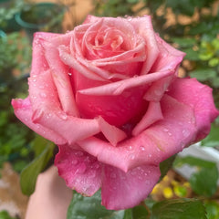 Pompidou Rose