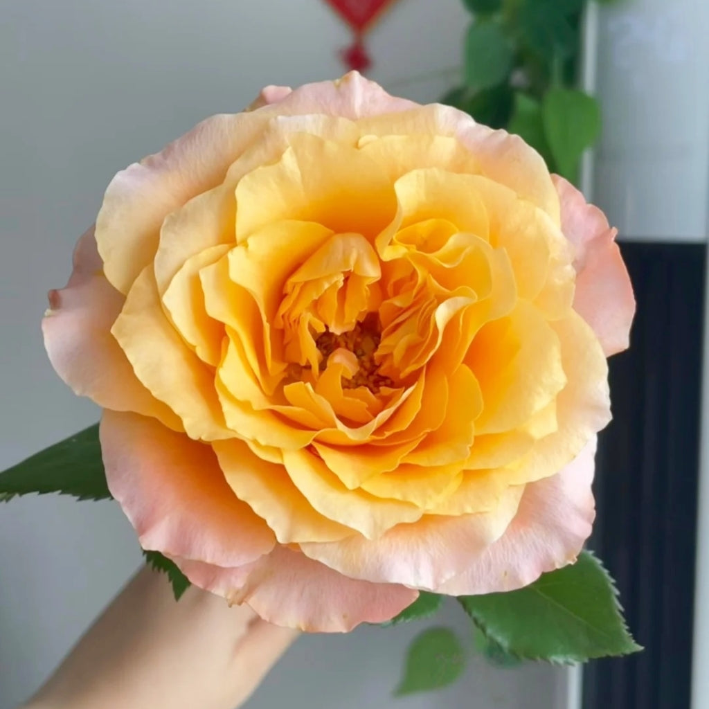 Poxiao Rose