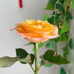Poxiao Rose