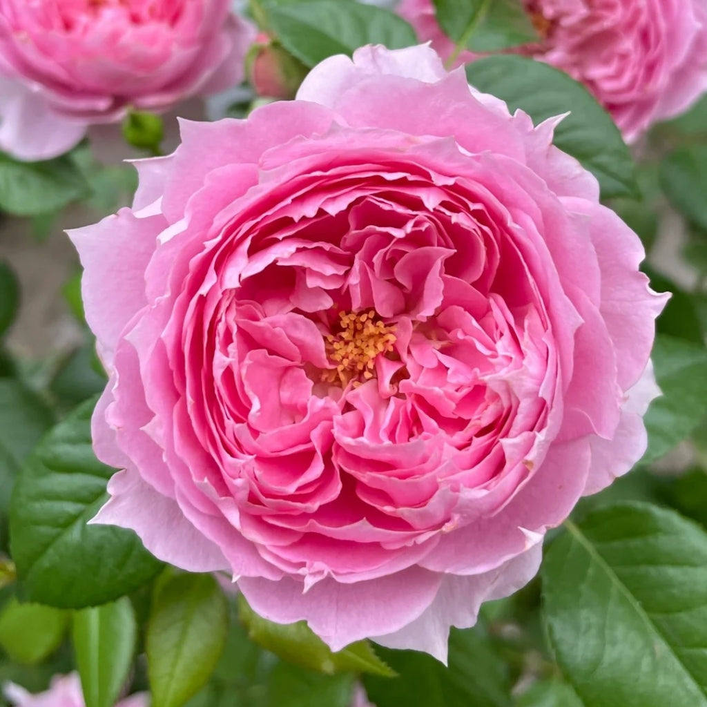Prima Vista Rose