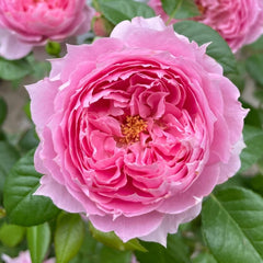 Prima Vista Rose