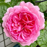 Princess Alexandra of Kent Rose