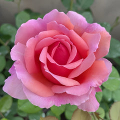 Princess Alexandra of Kent Rose
