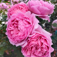 Princess Alexandra of Kent Rose