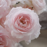 Princess Fairy Kiss Rose