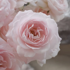 Princess Fairy Kiss Rose