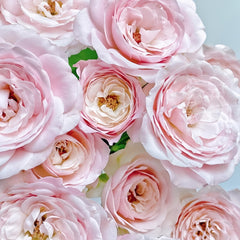 Princess Fairy Kiss Rose