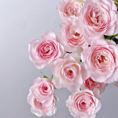 Princess Fairy Kiss Rose