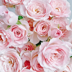 Princess Fairy Kiss Rose