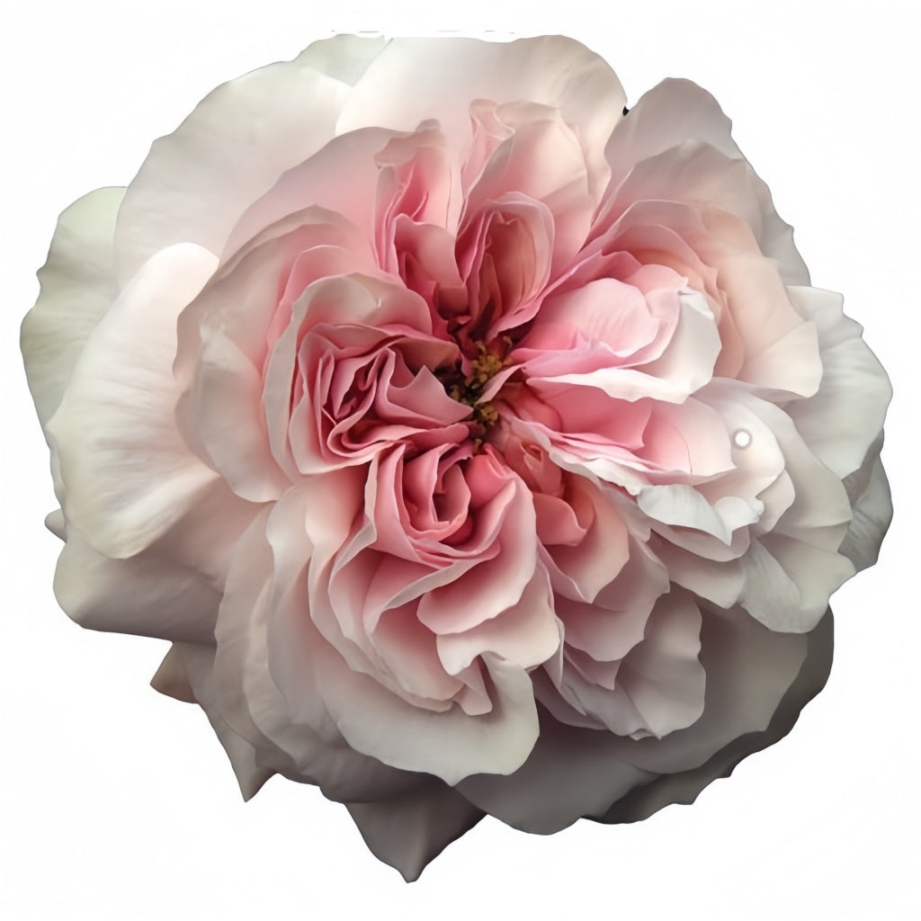 Princess Hoshiko Rose