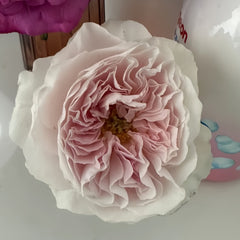 Princess Hoshiko Rose