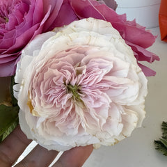 Princess Hoshiko Rose