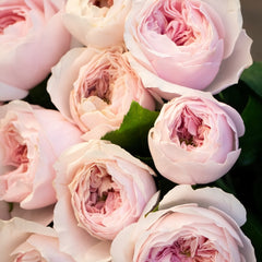 Princess Hoshiko Rose