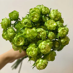 Princess Midori Rose