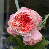 Princess Sakura Rose