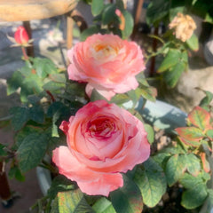 Princess Sakura roses with layered pink petals, sunny garden setting