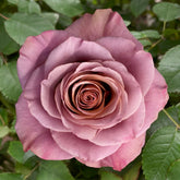 Purple Moon Rose