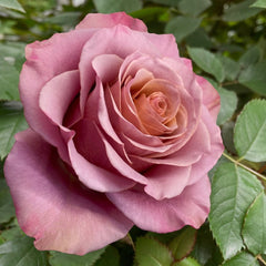 Purple Moon Rose