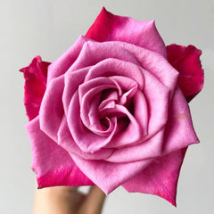 Purple Serenade Rose