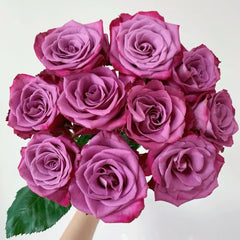 Purple Serenade Rose