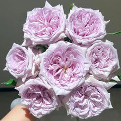 Purple lychee Rose