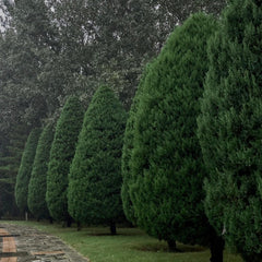 Pyramid Cypress
