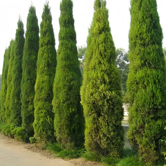 Pyramid Cypress