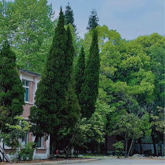 Pyramid Cypress