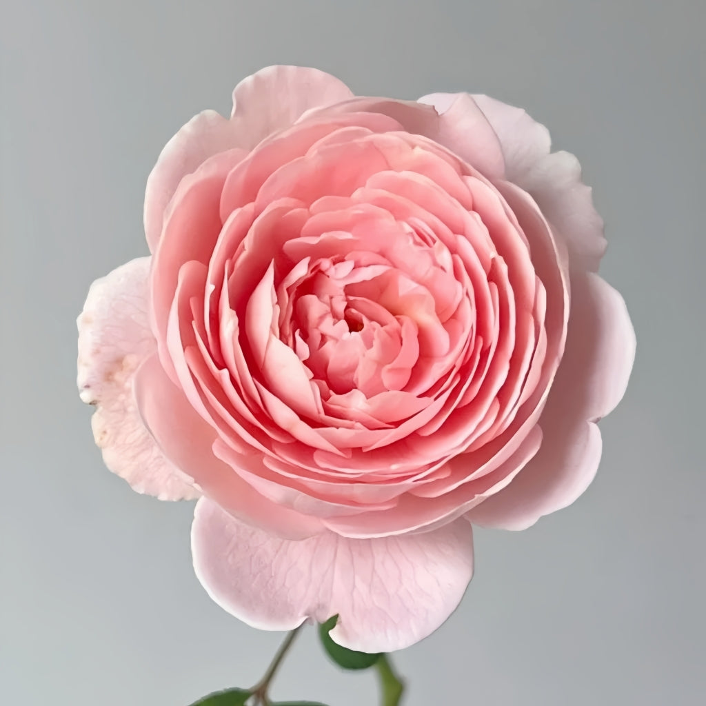 Queen of Sweden Rose with soft apricot-pink petals and elegant cup-shaped blooms