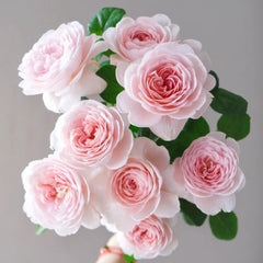 Queen of Sweden Rose with soft apricot-pink petals and elegant cup-shaped blooms