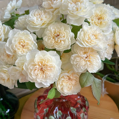 Queen of the Elves Rose