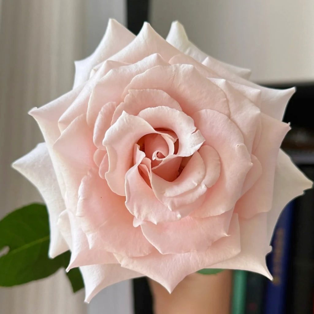 Quicksand Roses with beige-pink champagne petals, long vase life, ideal for weddings and luxury floral arrangements.