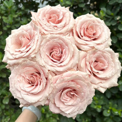 Quicksand Roses with beige-pink champagne petals, long vase life, ideal for weddings and luxury floral arrangements.
