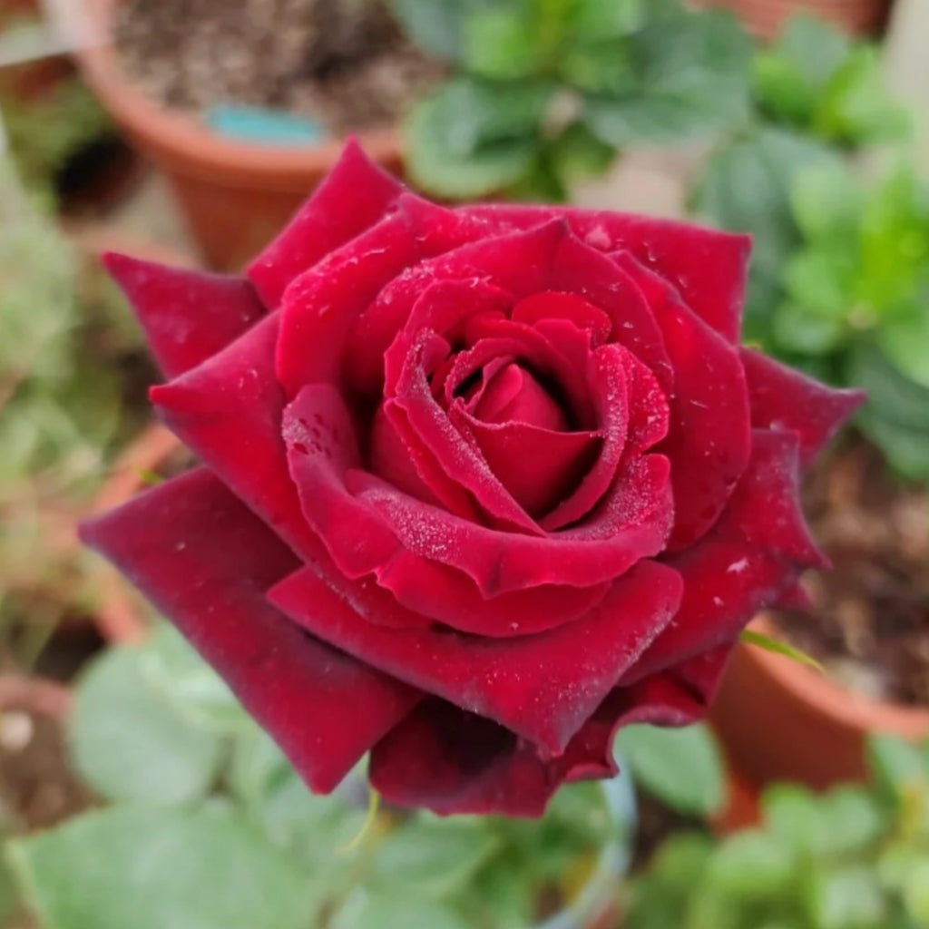 RP Black Pearl Rose