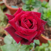 RP Black Pearl Rose