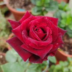 RP Black Pearl Rose